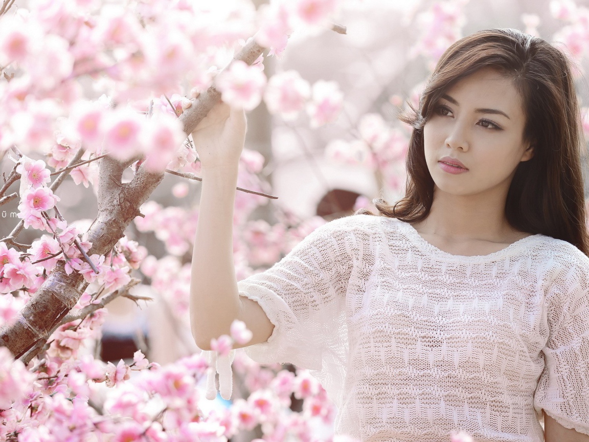 Весеннее цветение вишни