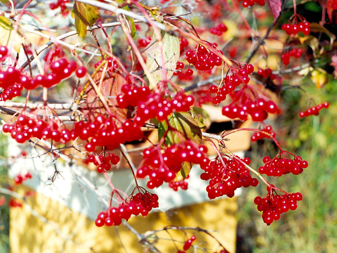  Калина Красная