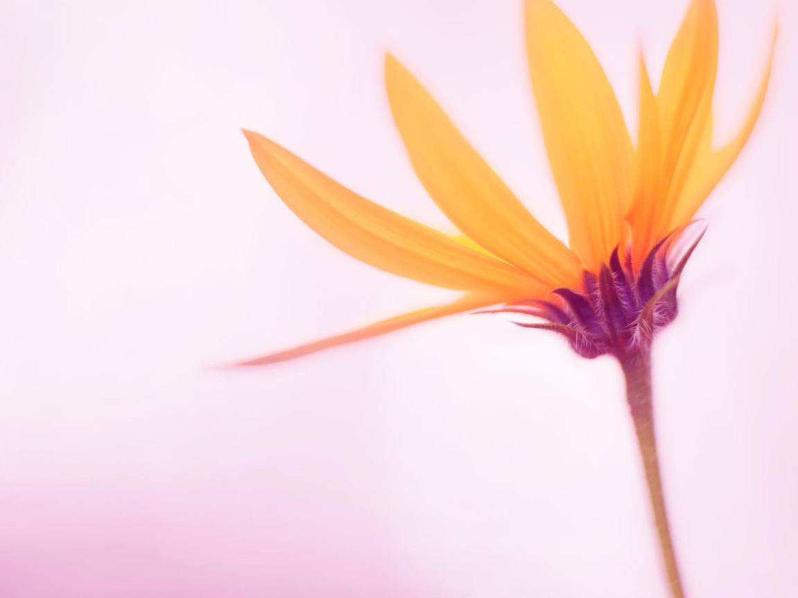 Нежный желтый цветок