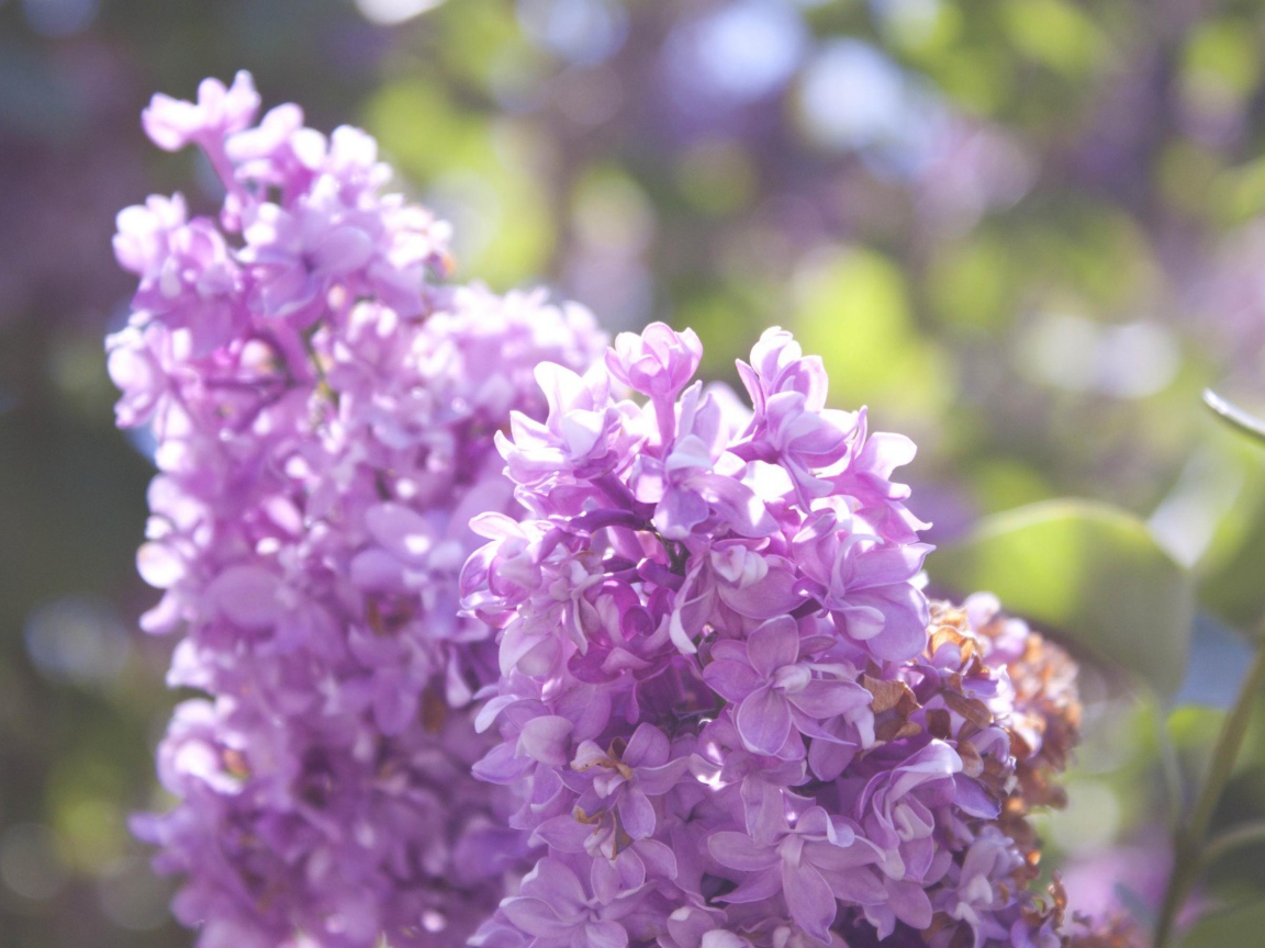 Нежная сирень