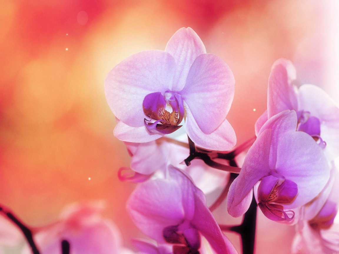 Цветы орхидеи