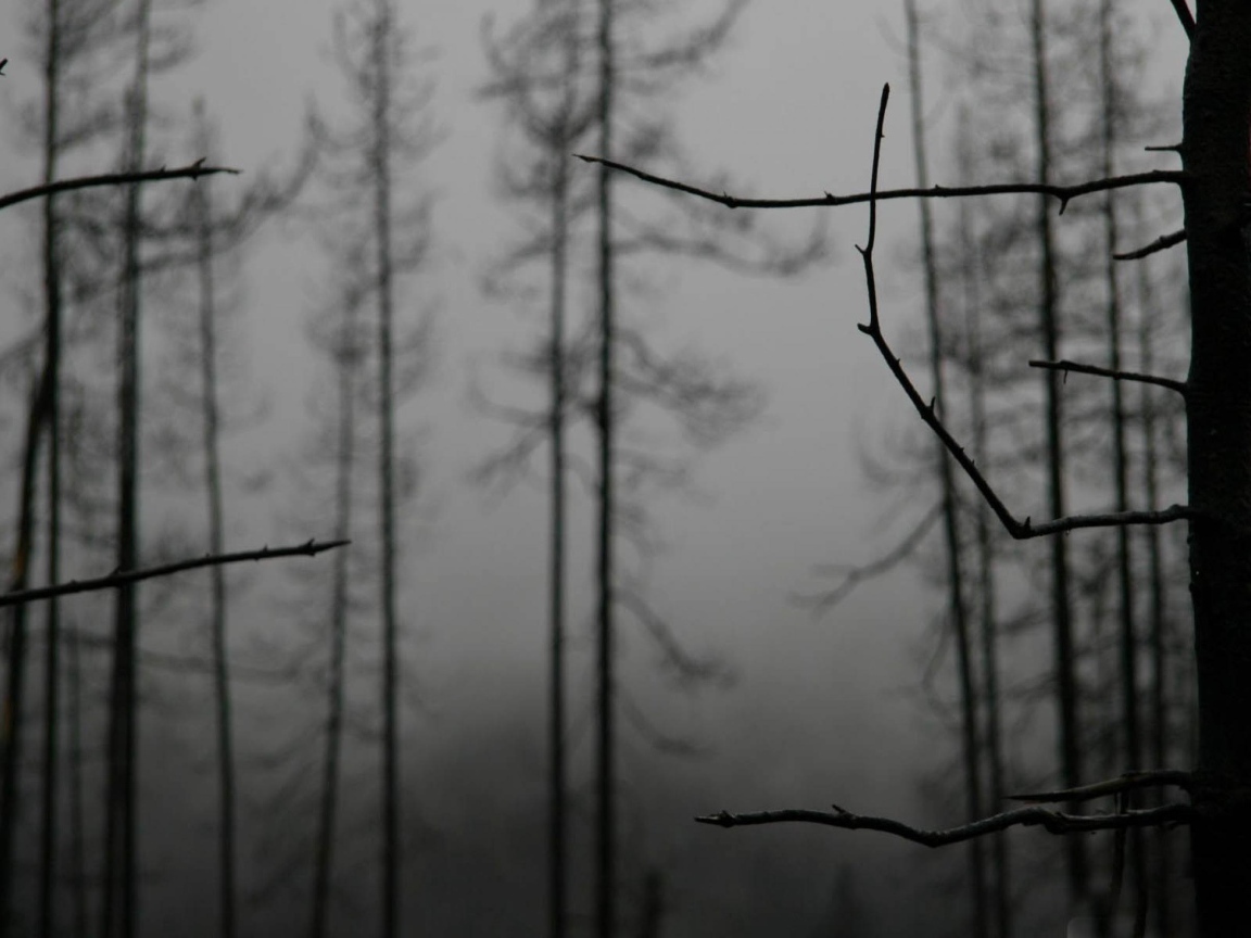 Ветки деревьев зимой