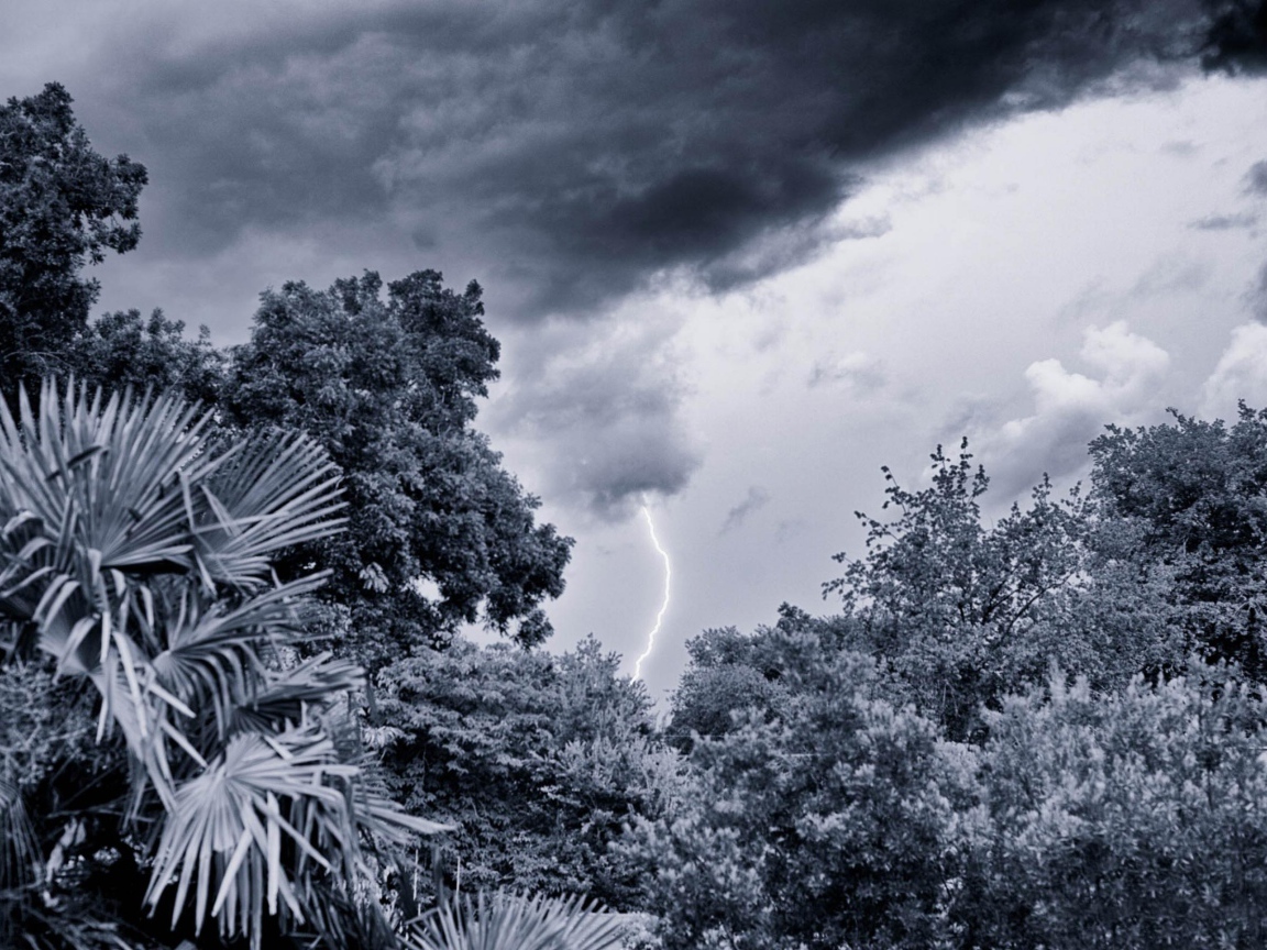 Молния в лесу