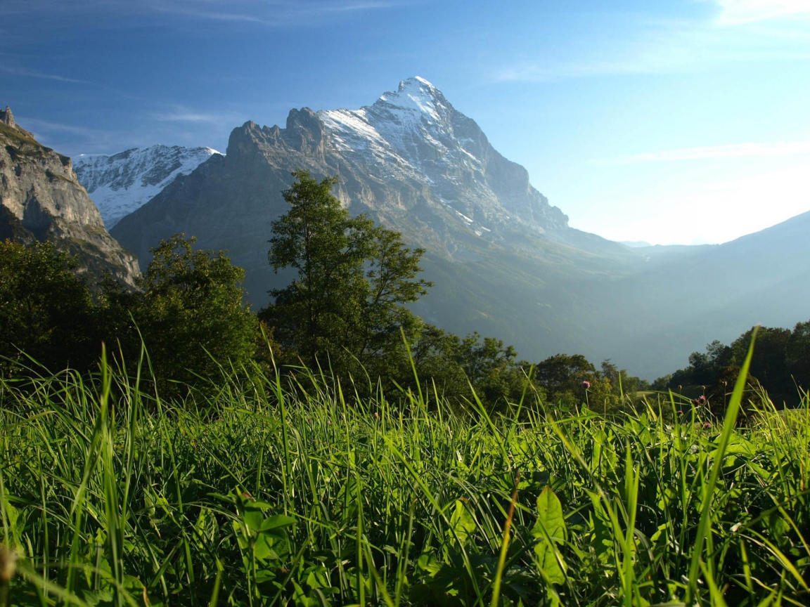 Горы и деревья