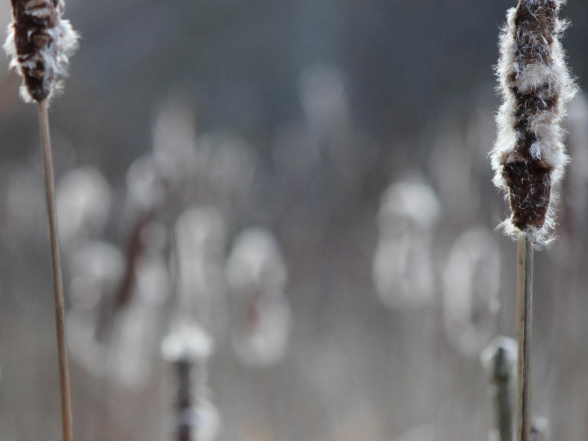 Два колоска