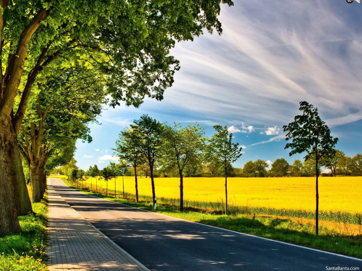 Старые и молодые деревья