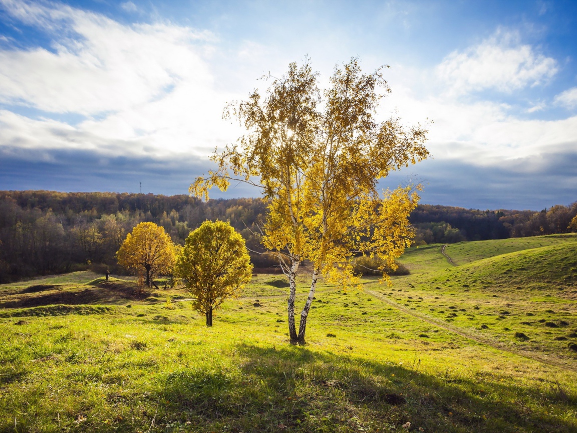 Русская береза на поле