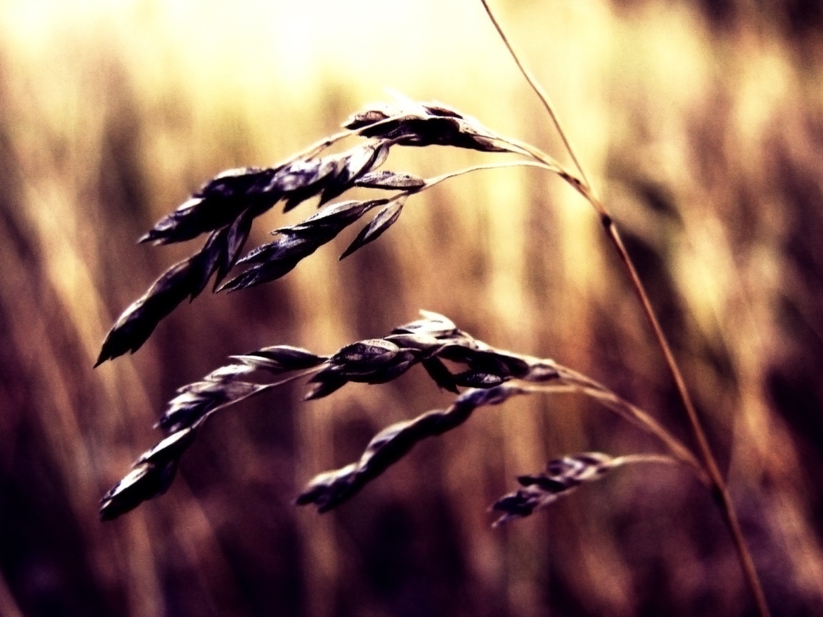 Колосок пшеницы