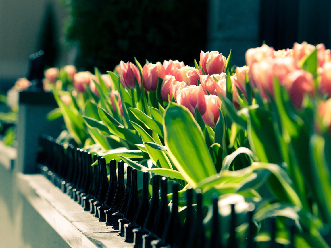 Клумба тюльпанов