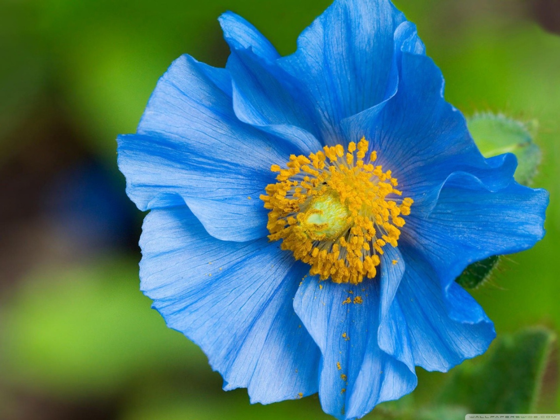Синий цветок с пыльцой