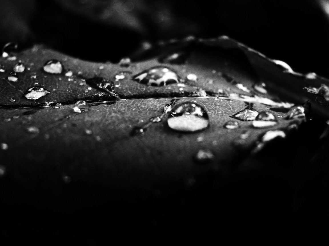 Роса на лепестке