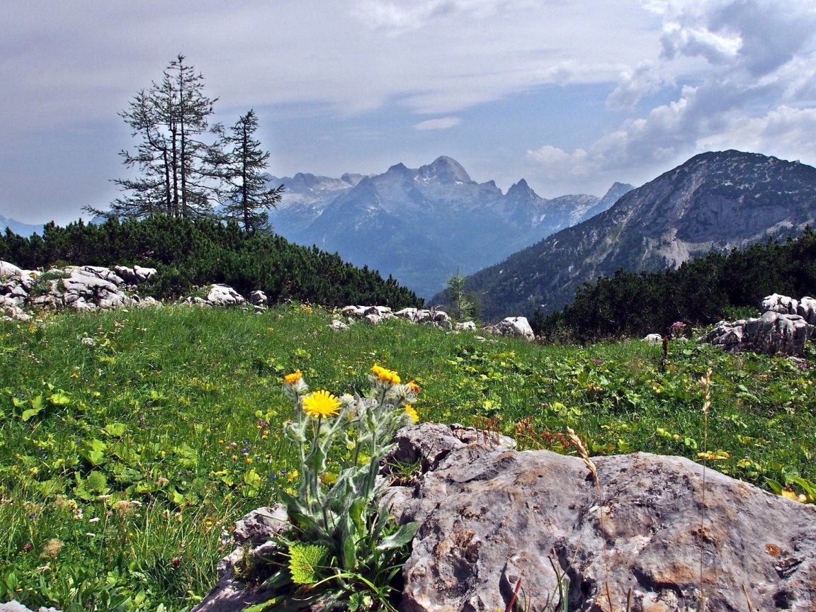 Цветы на камнях