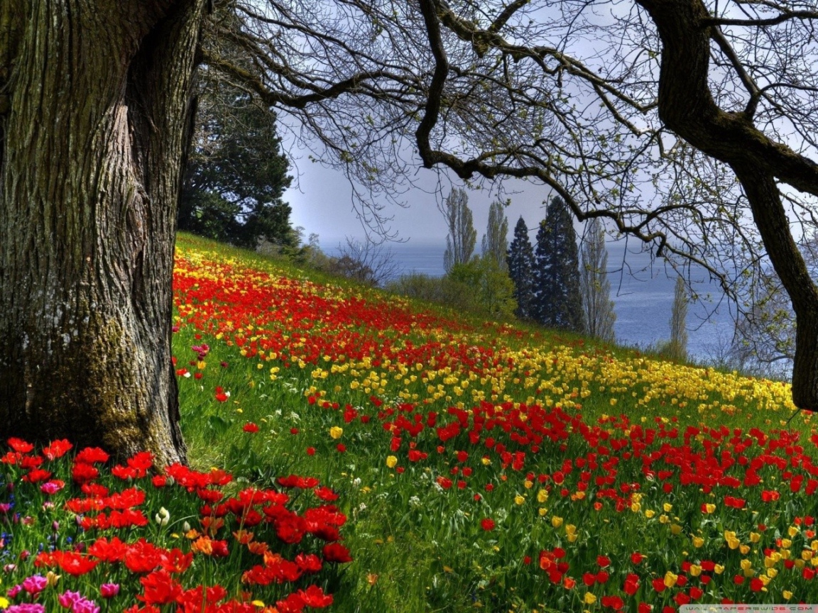 Пейзаж с тюльпанами