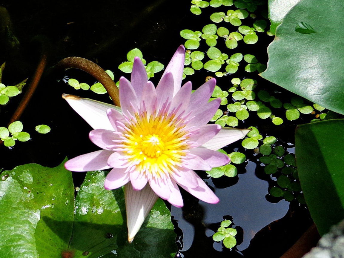  Сиреневая Лилия в воде