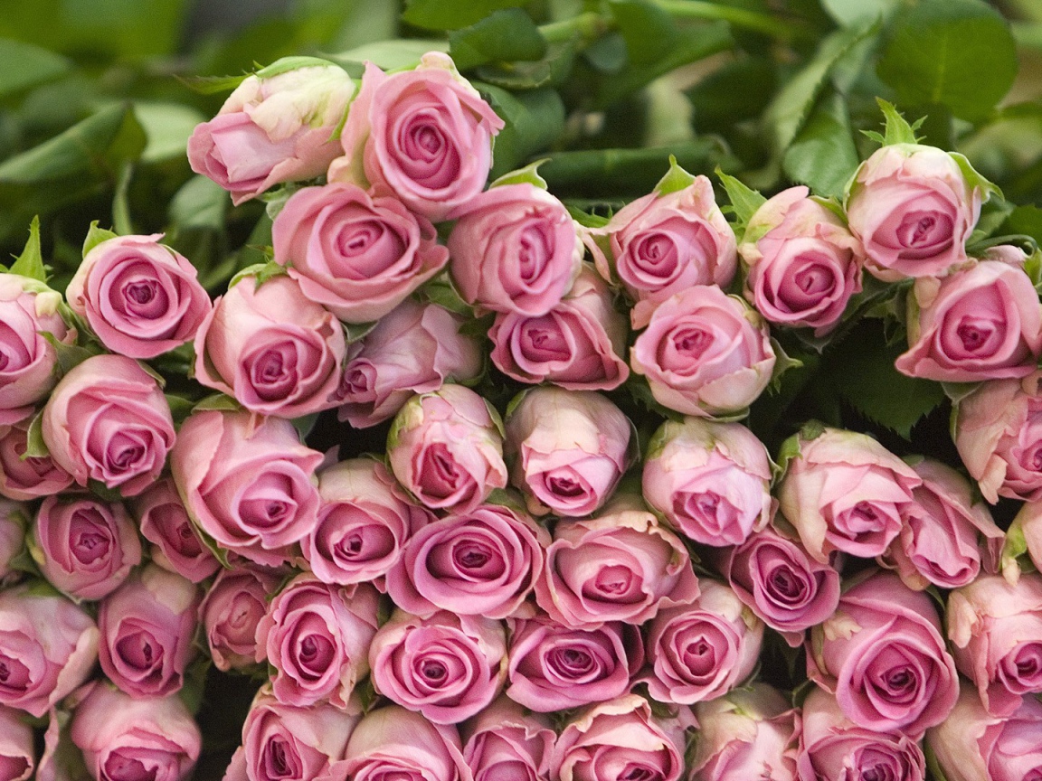 Гора розовых роз