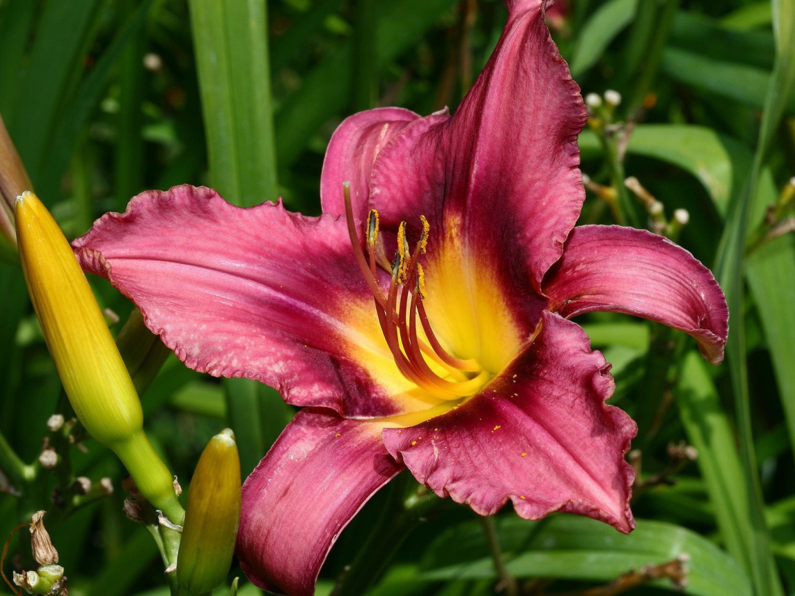 Розовая лилия