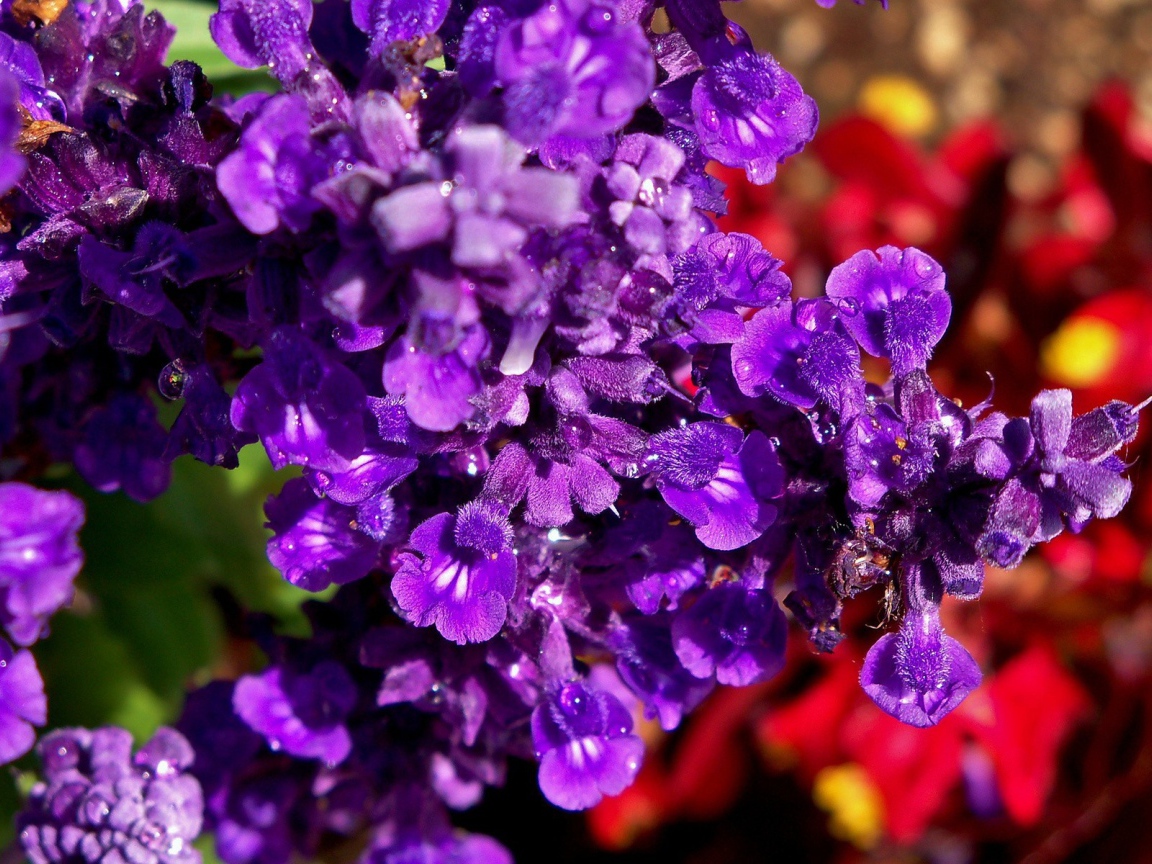 Фиолетовые цветы в саду