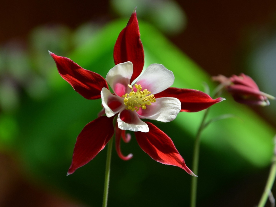 Красно белый цветок