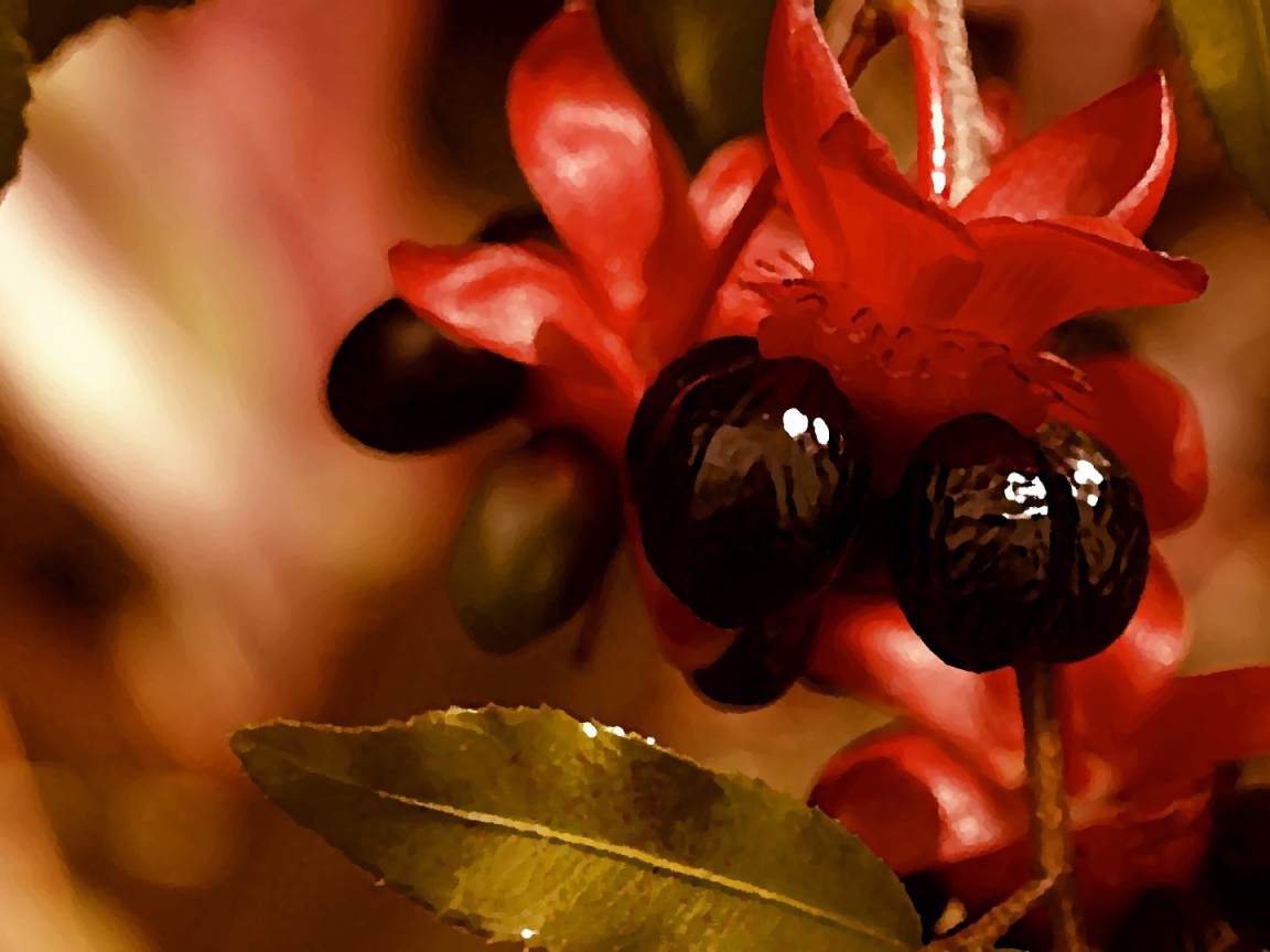 Красно черные цветы