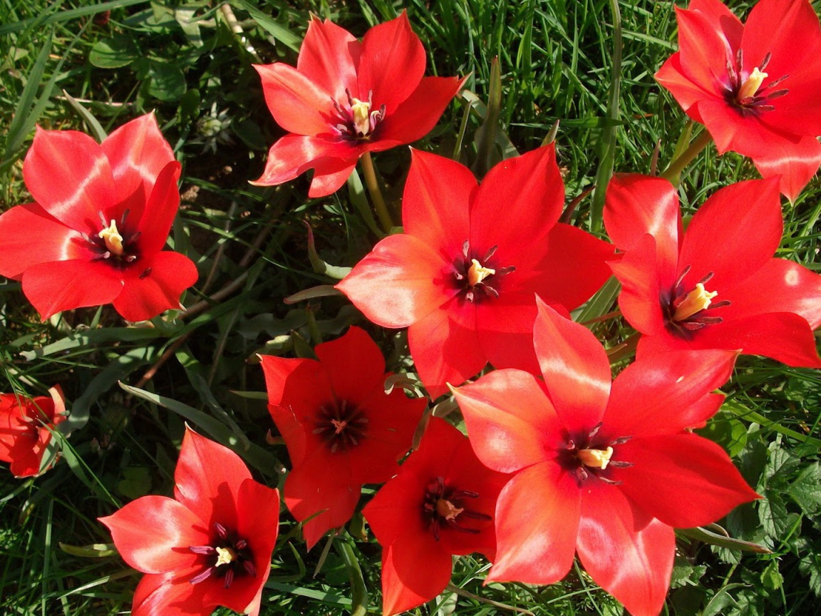 Красные блестящие цветы