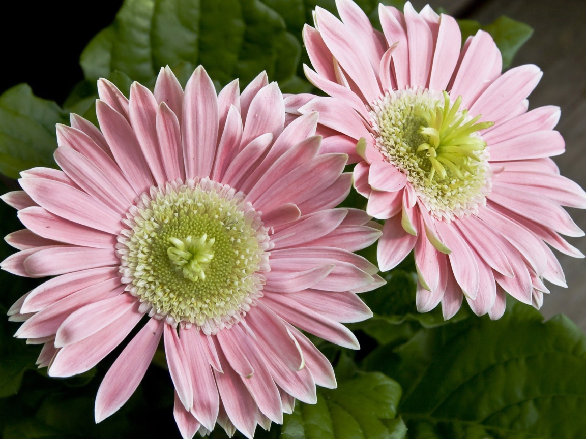 Два больших розовых цветка