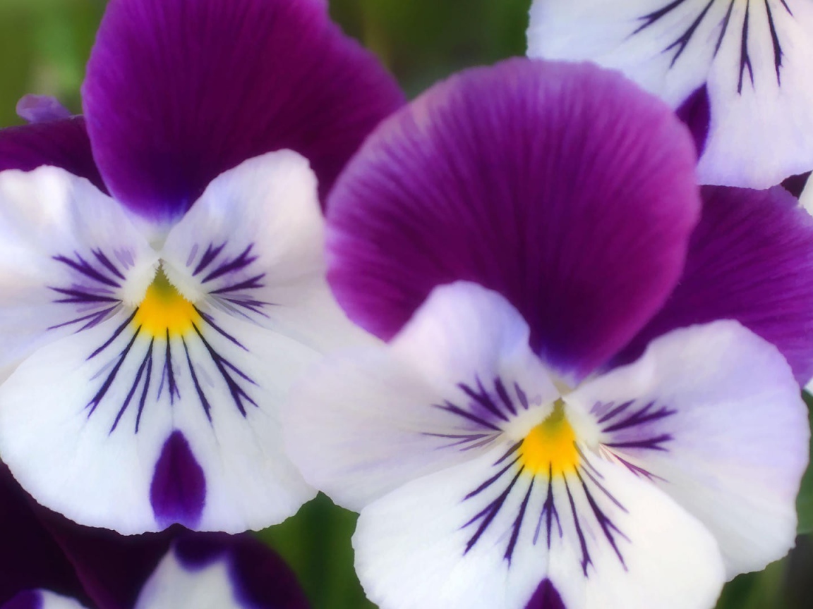 Бело сиреневые цветы