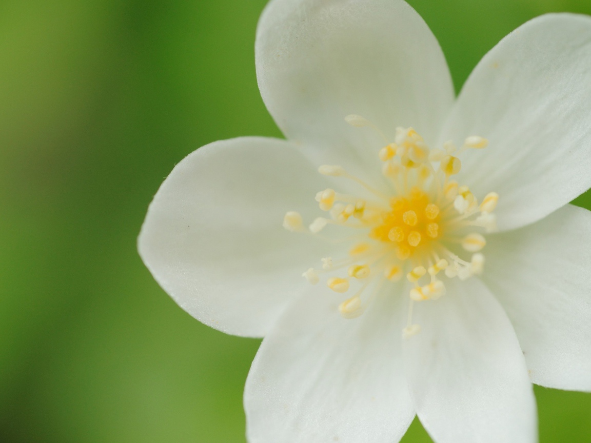 Белые лепестки