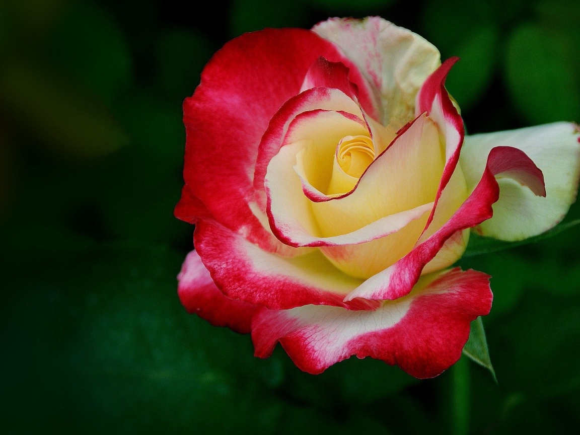 Желто-красная роза