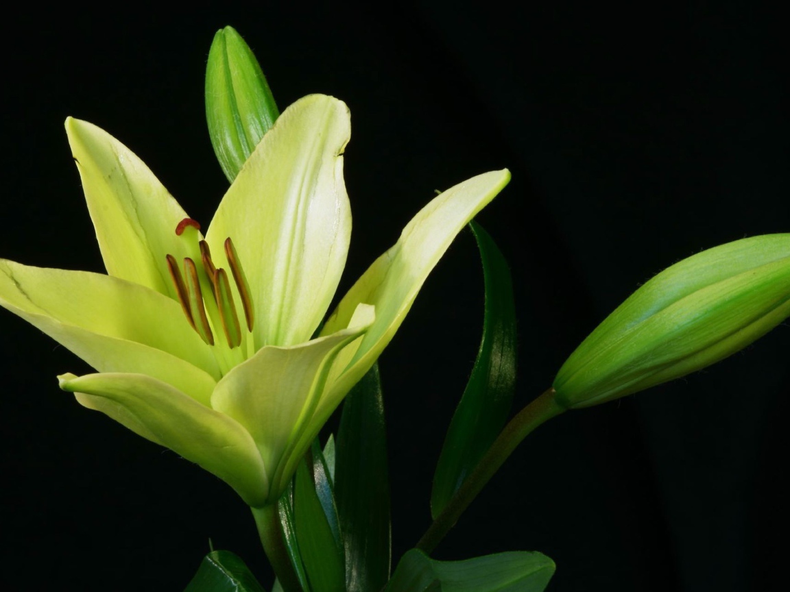 Желтая лилия и бутоны