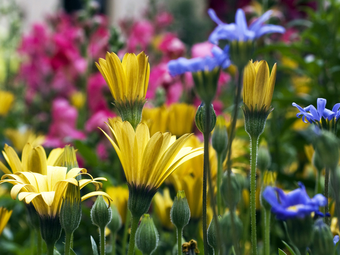 Желтые синие и розовые цветы
