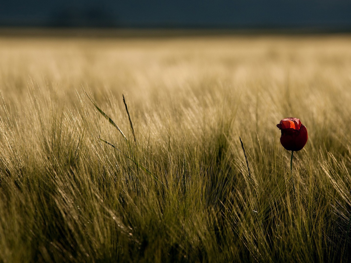 Одинокий цветок в траве
