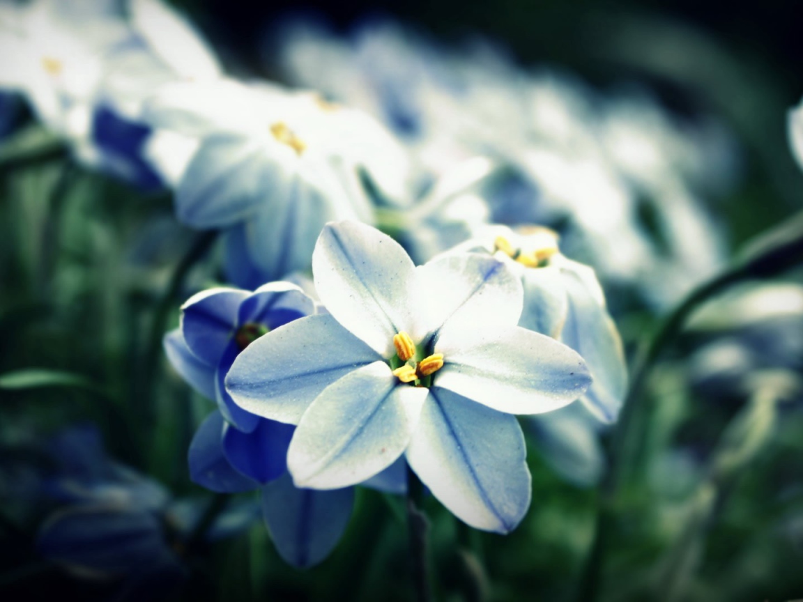 	 Blue-white flowers