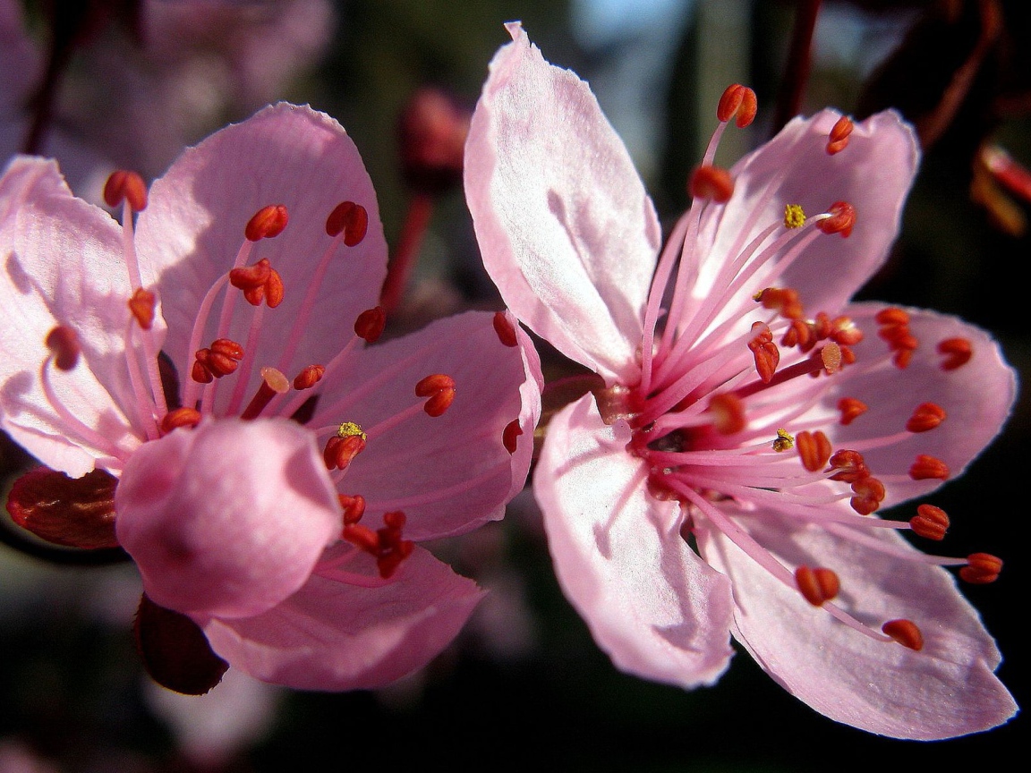 Цветы вишни