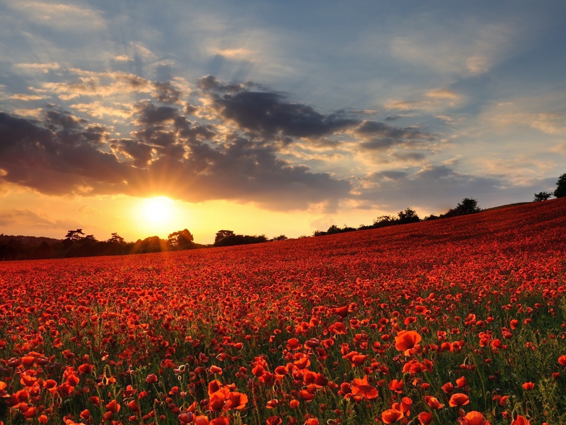 Поле мака