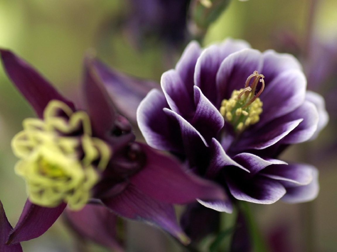 Фиолетовые цветы с желтыми пестиками