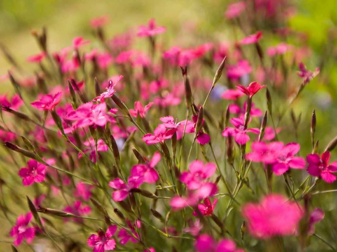 Фиолетовые полевые цветы