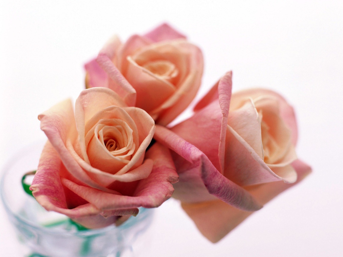 Три прекрасные розы