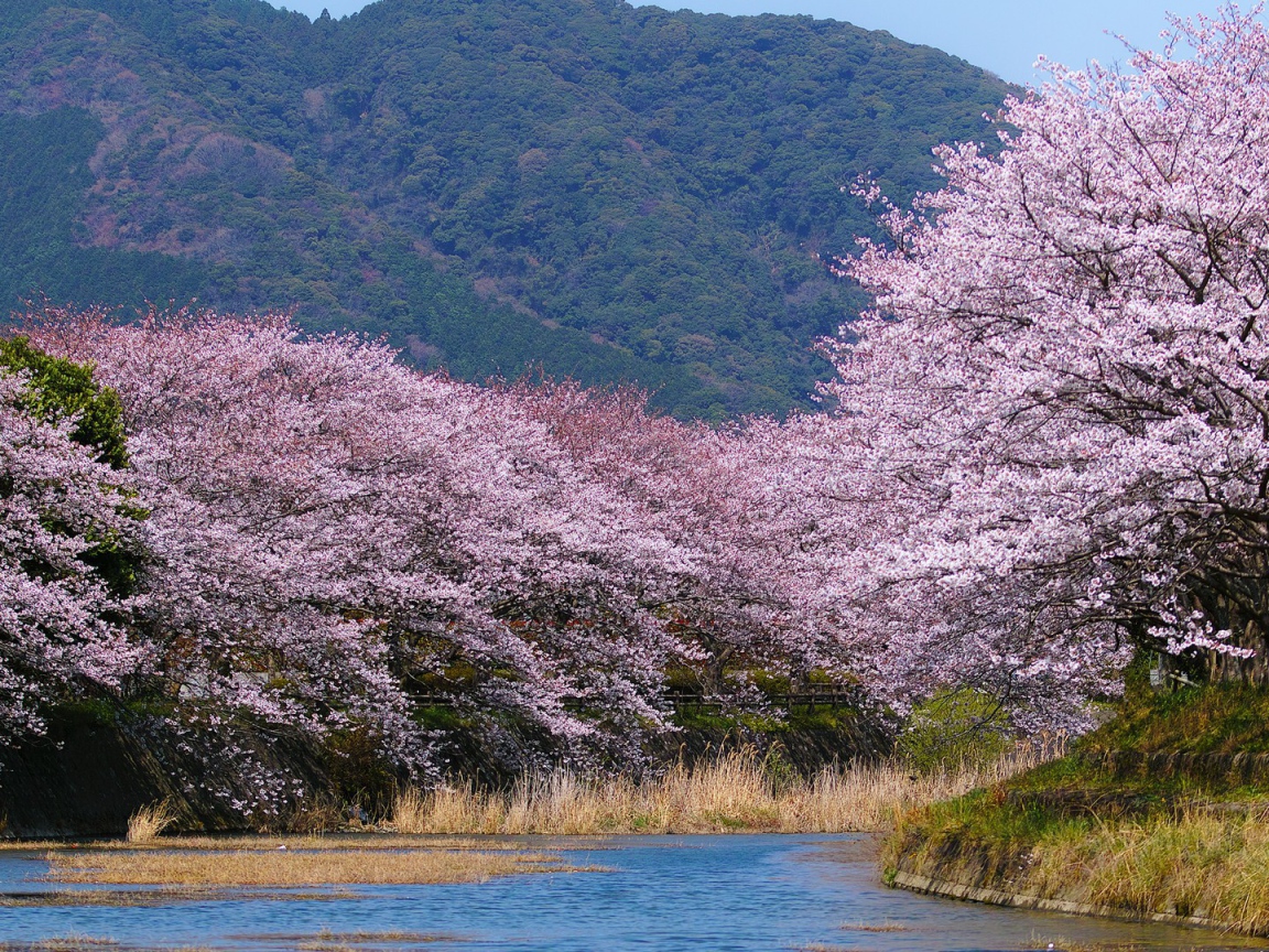 Деревья в белом цвету