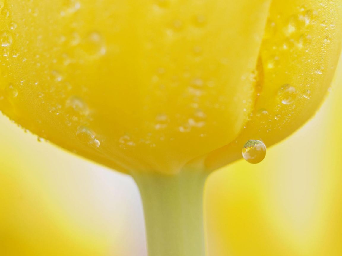 Капли воды на желтом тюльпане