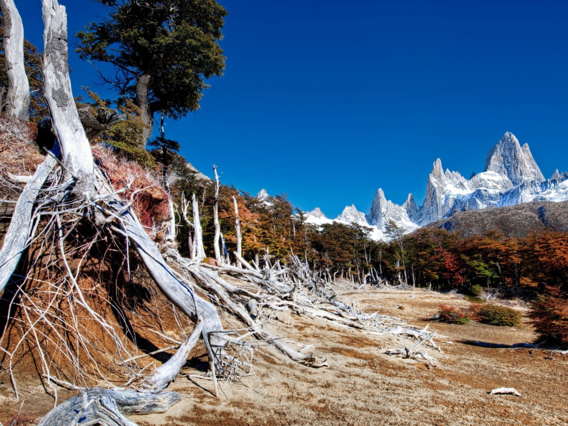 Голые корни высохших деревьев