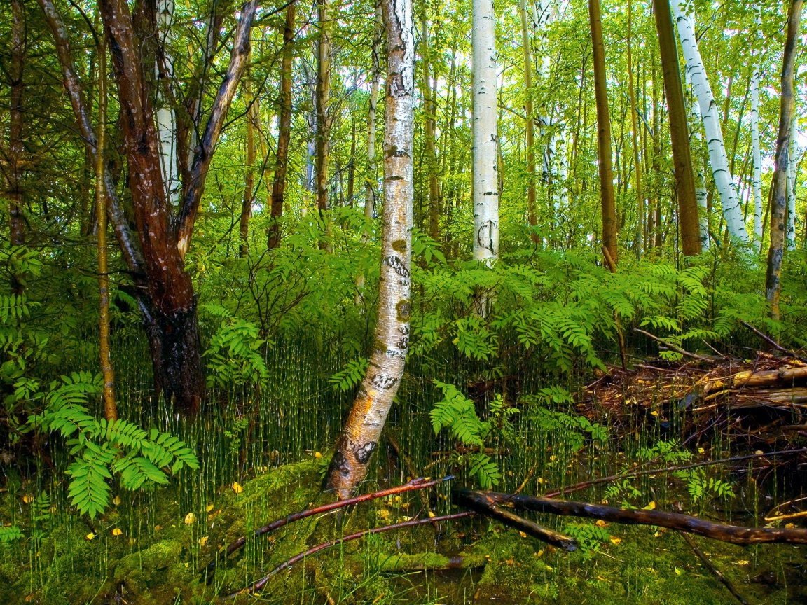 Березовый лес на болоте