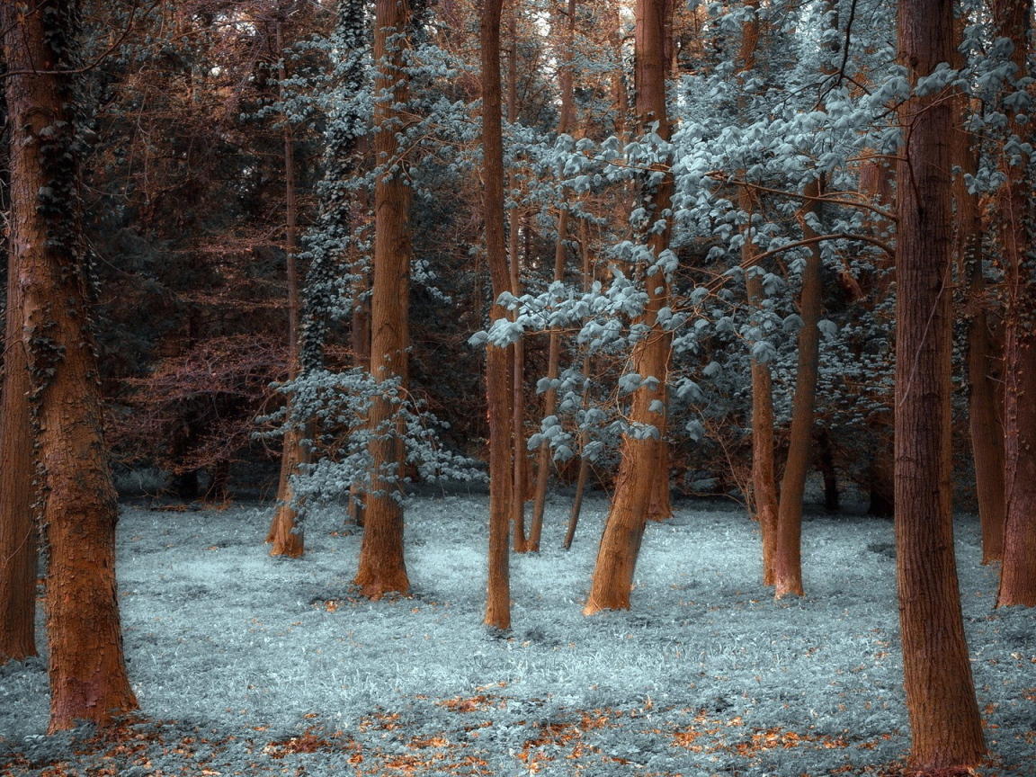 Лес покрытый инеем