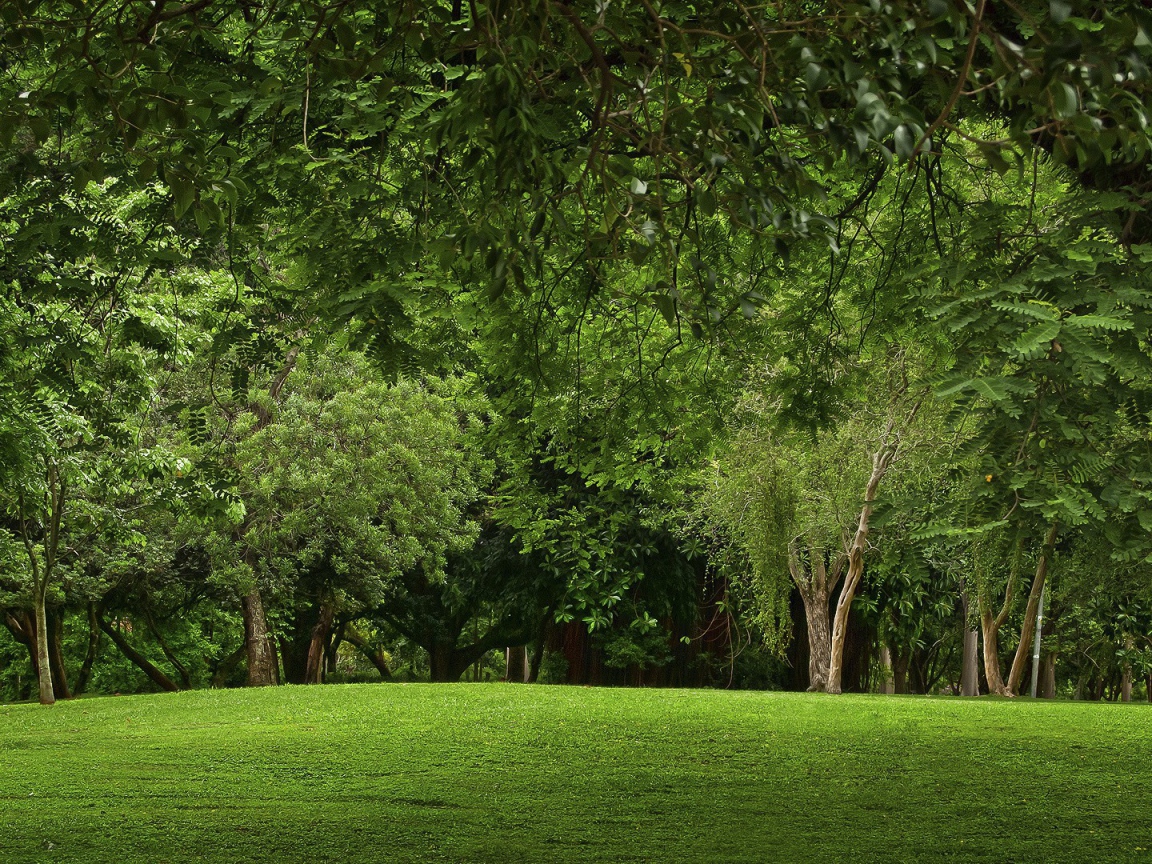 Зеленая природа парка