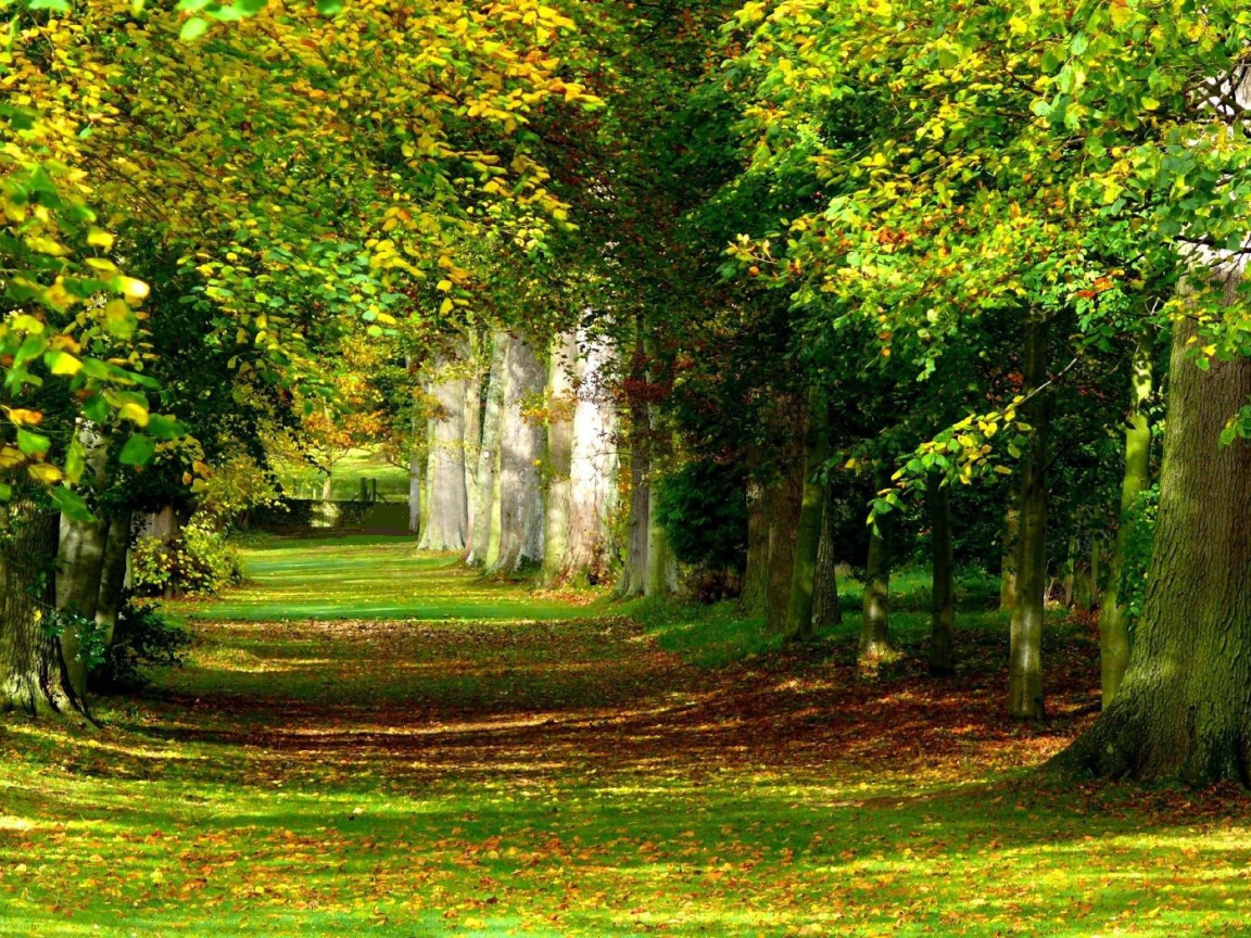 Солнечный лес