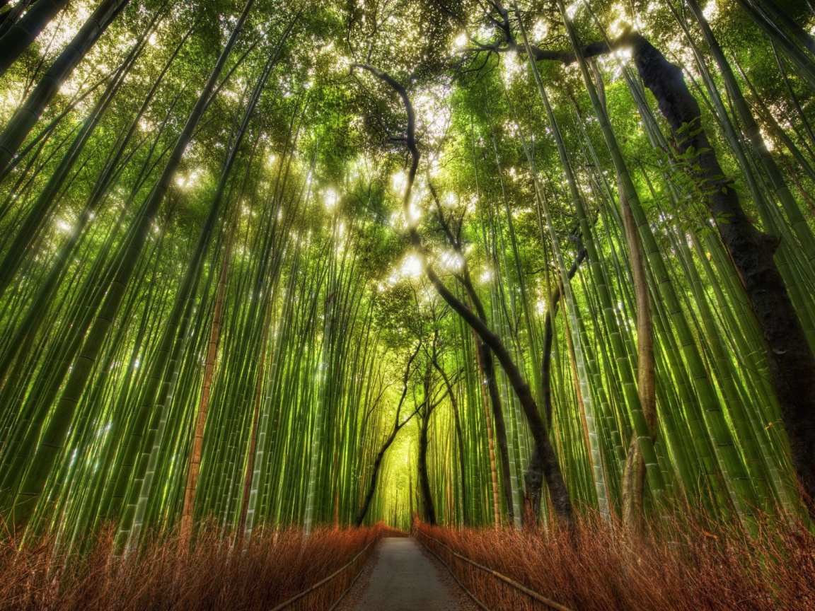 The road in the bamboo grove