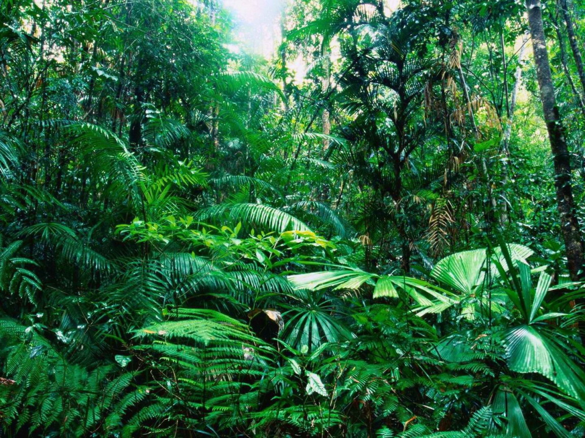 Тропический лес Австралии