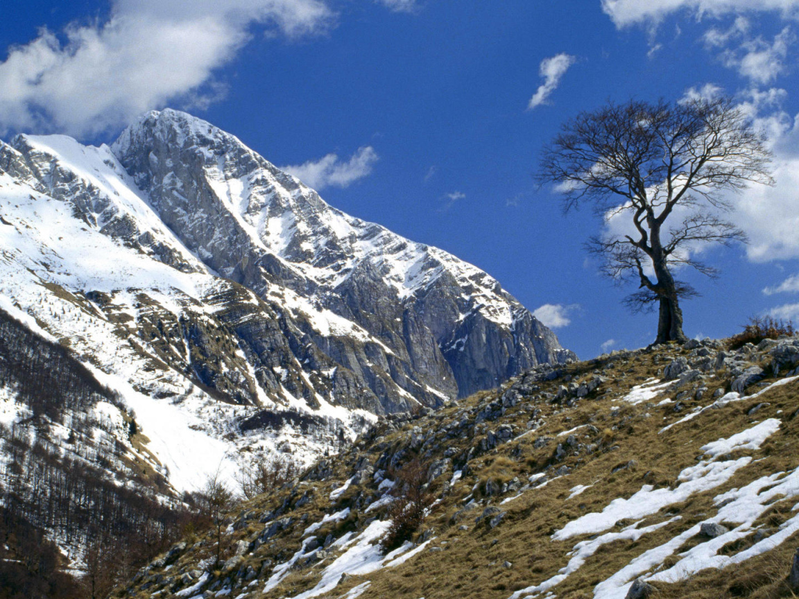 Одинокое дерево на горе