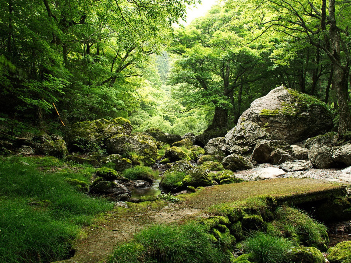 Родник в лесу