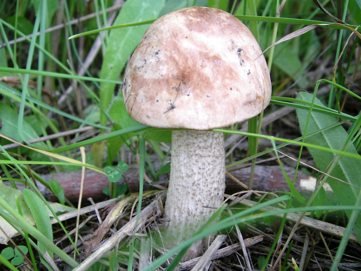 Autumn Mushroom boletus