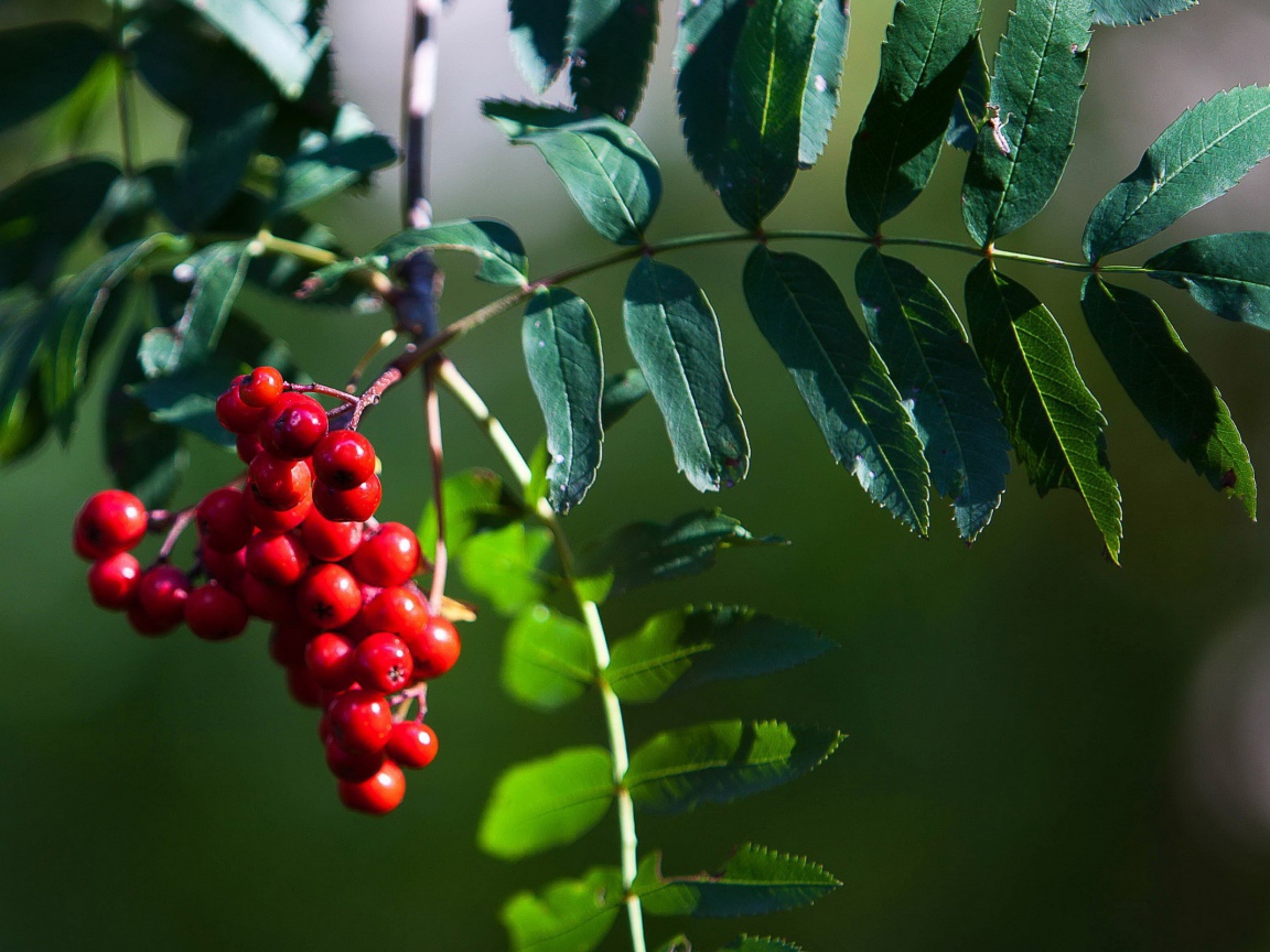 Гроздь рябины